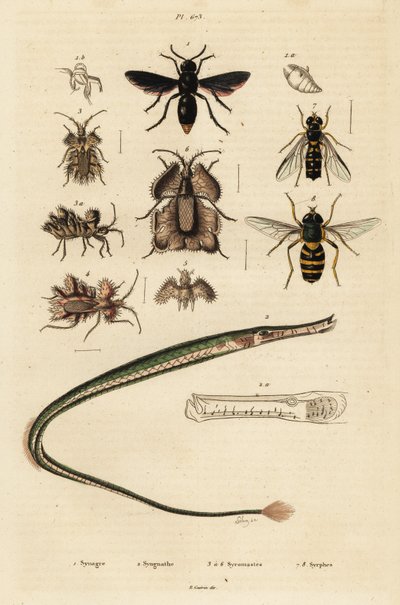 Pottenbakkerswesp, pijpvissen, gouden eierwants en zweefvlieg, 1834-1839 (gravure) door Unbekannter Künstler