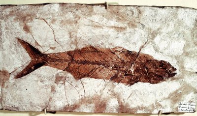 Prehistorie: Sgomber Speciosus visfossiel van de site van Mount Bolca door Unbekannt