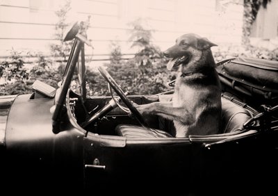 Prijswinnende politiehond Alex achter het stuur van een auto door Alec Hunter