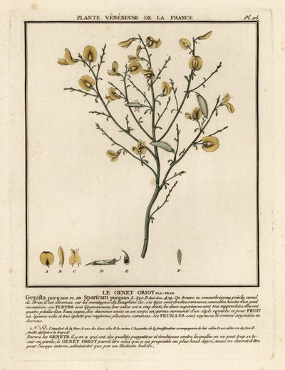 Zuurbrem, Cytisus purgans door Unbekannter Künstler