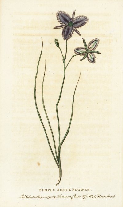 Paarse schelpbloem van New South Wales, Australië. Misschien een fantasiebloem vervaardigd door een kunstmatige bloemist? Handgekleurde kopergravure uit 