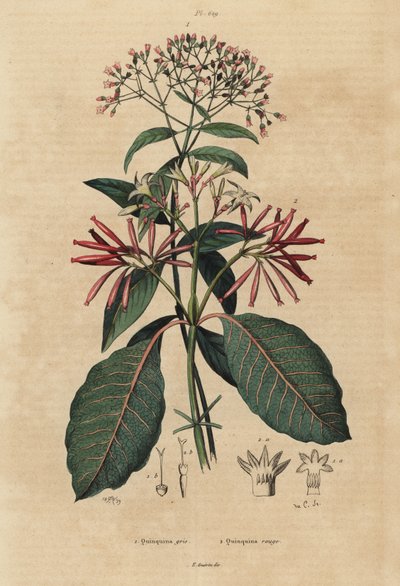 Kinine, Cinchona officinalis 1 en Ladenbergia oblongifolia, kwetsbaar, 2 door Unbekannt