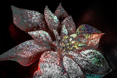 Regenboog Poinsettia voor mijn Lieveling, 2017 door Unbekannter Künstler