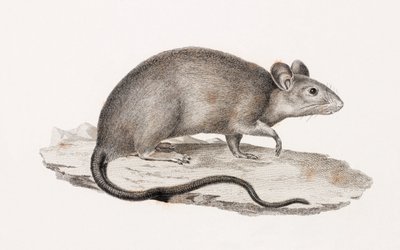 Rat uit Alexandrië door Unbekannt