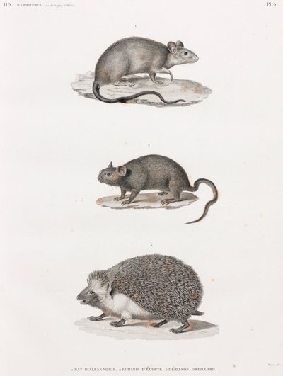Rat uit Alexandrië; Echimis uit Egypte; Oor-egel door Unbekannt