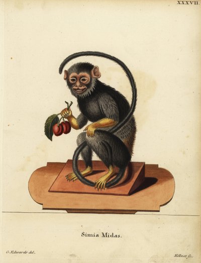 Roodhandige of goudhandige tamarin, Saguinus midas. Simia midas. Handgekleurde kopergravure door Joseph Kellner naar een illustratie van George Edwards uit Johann Christian Daniel Schreber