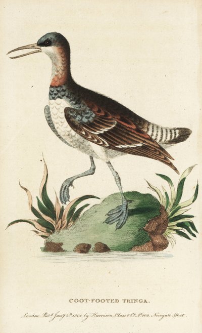 Roodnek phalarope, Phalaropus lobatus. (Meerkoet-voetige tringa) Illustratie gekopieerd van George Edwards. Handgekleurde kopergravure uit 