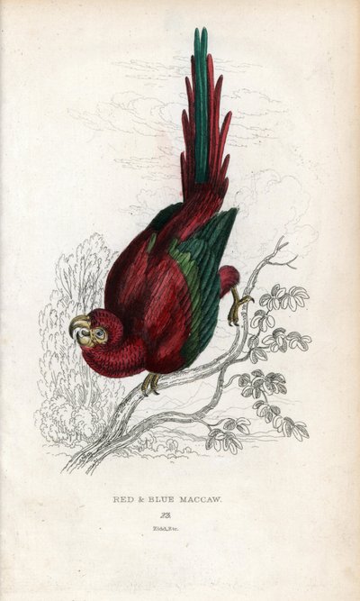 Rode Ara of Macau Ara. Lithografie van Joseph Kidd, gebaseerd op een tekening van John Audubon, in Miscellany of Natural History: Parrots, Sir Thomas DiK Lauder en Captain Thomas Brown, gepubliceerd in Edinburgh, Schotland, in 1833 door Unbekannter Künstler
