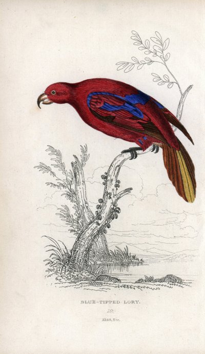 Rode Lori. Lithografie van Joseph Kidd, gebaseerd op een tekening van John Audubon, in Miscellany of Natural History: Parrots, Sir Thomas DiK Lauder en Captain Thomas Brown, gepubliceerd in Edinburgh, Schotland, in 1833 door Unbekannter Künstler