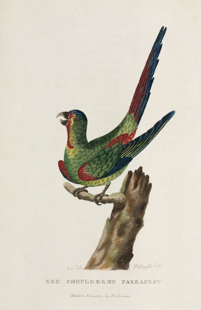 Roodschouderparkiet, Australië, c 1788 door Unbekannter Künstler