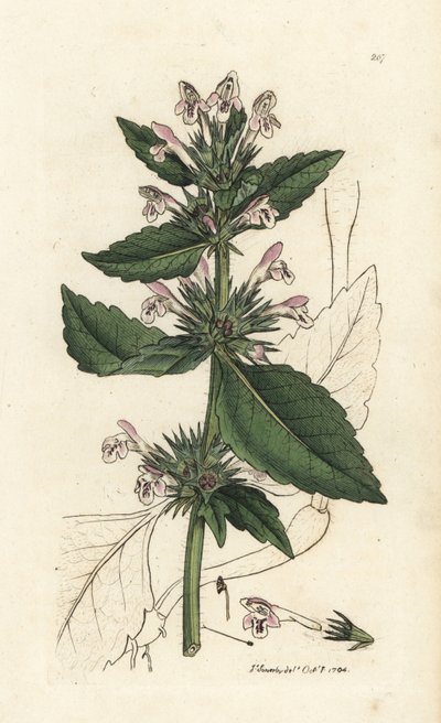 Rode hennep-netel, Galeopsis tetrahit (Rode netel) door Unbekannter Künstler