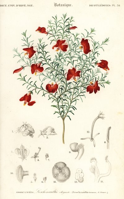 Rode leschenaultia, Leschenaultia formosa, 1849 (gravure) door Unbekannter Künstler