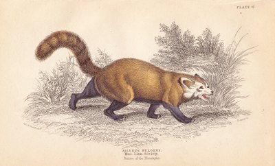 Rode panda, Ailurus fulgens. Kwetsbaar. Uit een specimen in het Museum van de Linnean Society - William Jardine