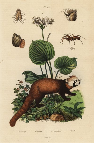 Rode panda, Ailurus fulgens, bedreigd, noordelijke kerstlelie, Proiphys amboinensis, rivierslak, Viviparus viviparus, en spin, Palpimanus soort door Unbekannt