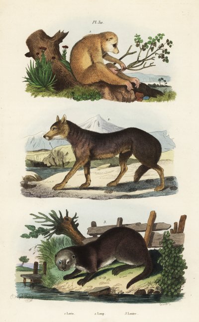 Rode slanke lori, Loris tardigradus bedreigd, wolf, Canis lupus, en Europese otter, Lutra lutra door Unbekannt