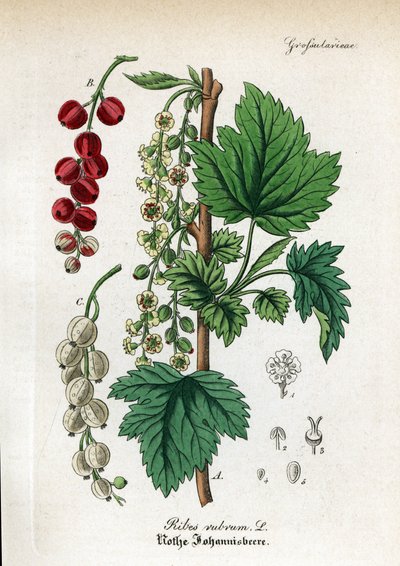 Rode bes, Ribes rubrum door Unbekannter Künstler