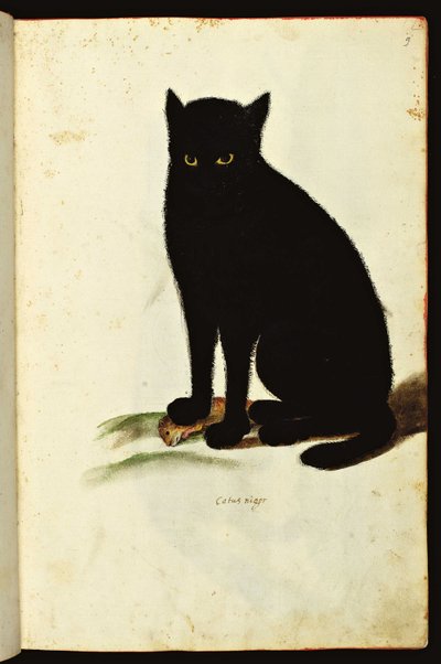 Voorstelling van een zwarte kat. Geïllustreerde kaart van een manuscript van Natuurlijke Historie over Dieren, Fonds Ulisse Aldrovandi, Universiteitsbibliotheek, uitgegeven 1603 door Unbekannter Künstler