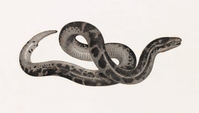 Reptielen: een slang uit Thebaïde door Unbekannt