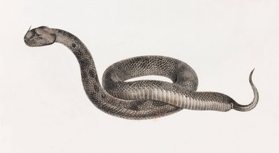 Reptielen: Een adder door Unbekannt