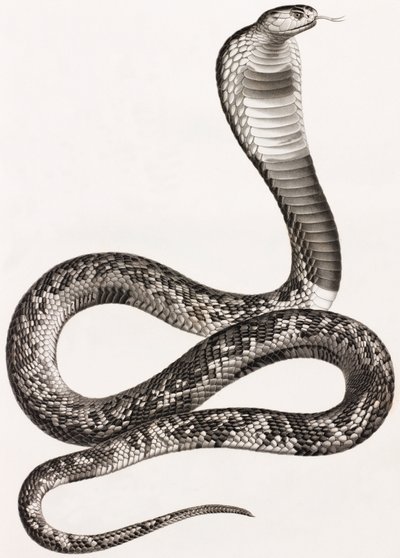 Reptielen: een adder door Unbekannt