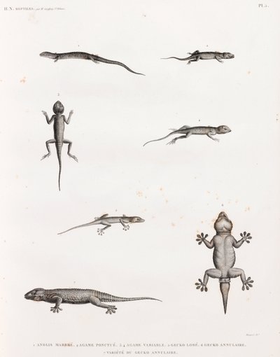 Reptielen: hagedissen en gekko