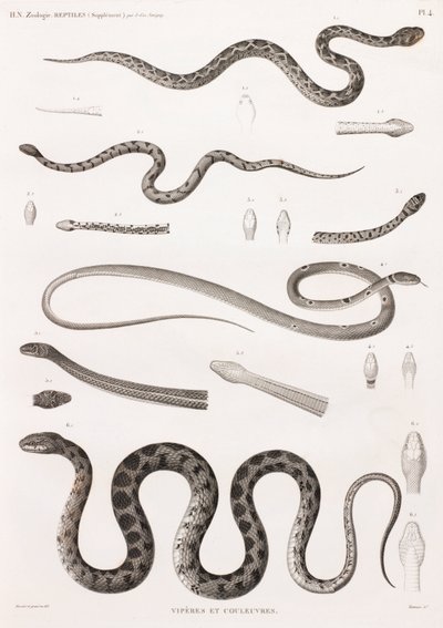 Reptielen: adders en slangen door Unbekannt