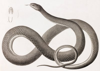 Reptielen: een close-up afbeelding van een illustratie van een slang door Unbekannt