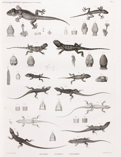 Reptielen: gekko