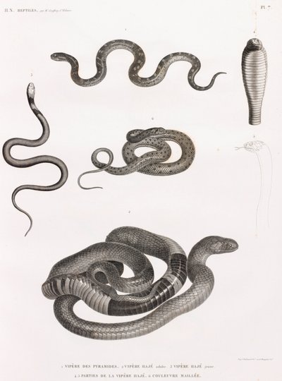 Reptielen: serie illustraties van slangen door Unbekannt