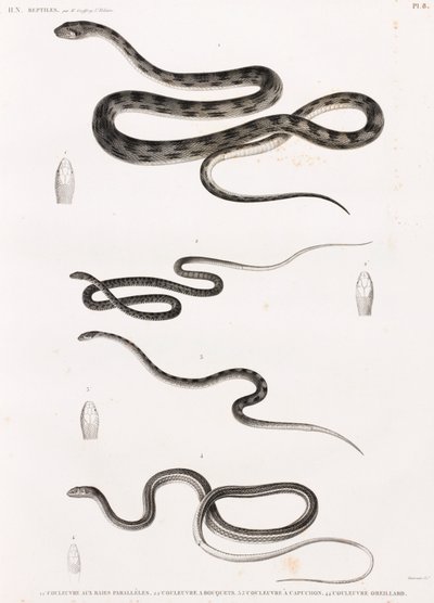 Reptielen: serie illustraties van slangen door Unbekannt