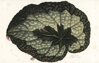 Rex begonia blad, Begonia rex. India. Handgekleurde lithografie uit Louis van Houtte en Charles Lemaire
