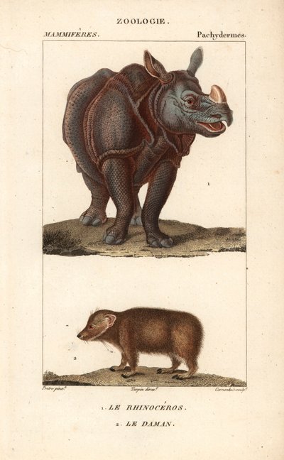 Neushoorn en daman - Gravure door Jean Gabriel Pretre, gegraveerd door Carnonkel, voor het woordenboek van natuurwetenschappen: zoogdieren door Frederic Cuvier, bewerkt door Pierre Jean Francois Turpin door Unbekannter Künstler