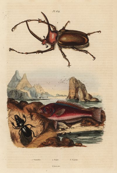 Neushoornmestkever, Golofa porteri 1, Kretenzische papegaaivis, Scarus creticus 2, en Scarites buparius kever 3 door Unbekannt