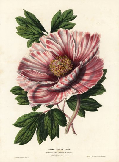 Lintpioen van Vlaanderen, hybride, Paeonia moutan vittata, var. rubanee van Vlaanderen. Handgekleurde lithografie door L. Stroobant uit Louis van Houtte en Charles Lemaire