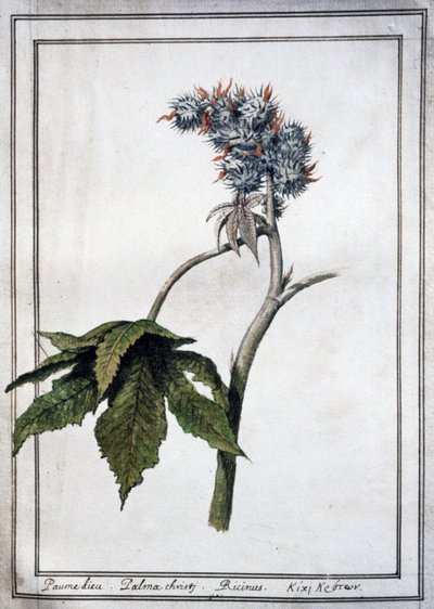 Ricinus communis door Unbekannter Künstler