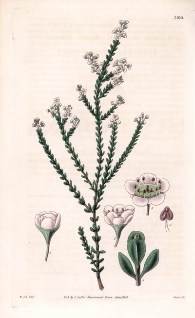 Rots thryptomene, Thryptomene saxicola (Zuidwest-Australische rotstuinstruik). Handgekleurde kopergravure door Swan naar een illustratie van William Jackson Hooker uit Samuel Curtis