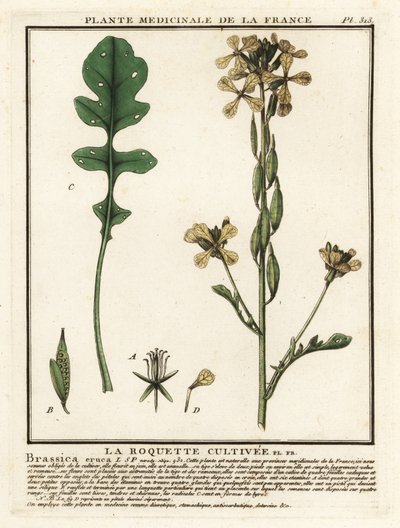 Rucola, Eruca vesicaria door Unbekannter Künstler