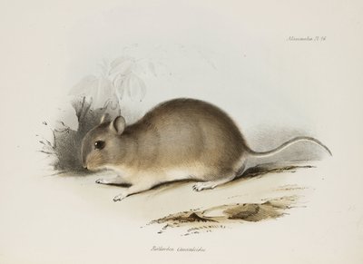 Knaagdier, ca. 1832-1836 door Unbekannter Künstler