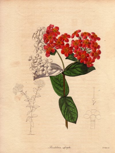 Rondeletie scharlaken of geurend (Rondeletia odorata). Struik inheems in Panama en Cuba, bossig en groenblijvend, meet 2 tot 3 meter hoog en bloeit in de lente met roze en geel-oranje bloemen, zeer geurend. Illustratie door Augusta Innes Withers (1793-1877 door Unbekannter Künstler