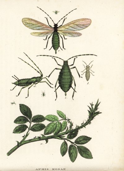 Rozenluis, Aphis rosae, op rozenstruik. Handgekleurde lithografie uit Georg Friedrich Treitschke