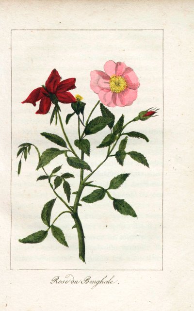 Roos van Bengalen, Rosa indica. Handgekleurde kopergravure van een illustratie door Miss Prudhomme uit 