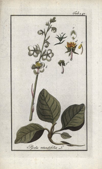 Rondbladige Pyrole (Pyrola rotundifolia). Lithografie uit 