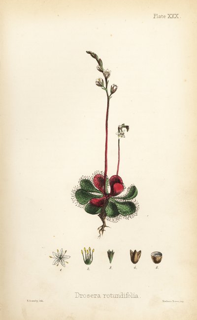 Rondbladig zonnedauw, Drosera rotundifolia. Handgekleurde lithografie door Henry Sowerby uit Edward Hamilton