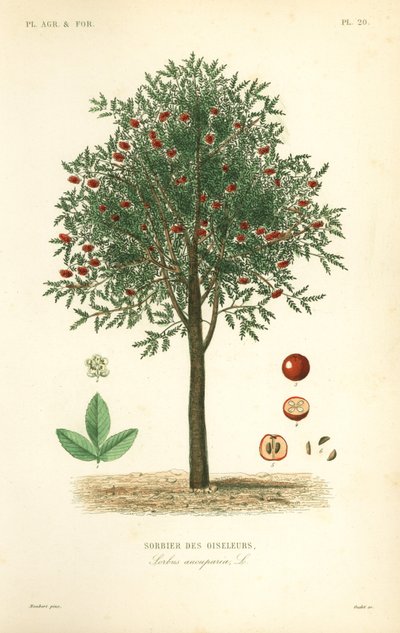 Lijsterbes of bergas, Sorbus aucuparia, Sorbier des oiseleurs door Unbekannt
