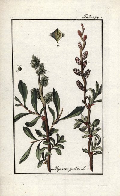Koninklijke peper of moerasmirte (Myrica gale). Lithografie uit 