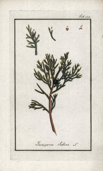 Sabijnse jeneverbes (Juniperus sabina). Lithografie uit “Afbeelding der Artseny-Gewassen” door Johannes Zorn (1739-1799), Nederland door Unbekannter Künstler