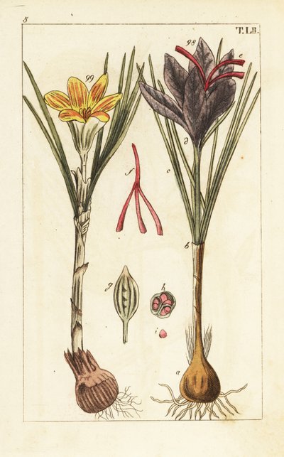 Saffraankrokus, Crocus sativus door Unbekannter Künstler