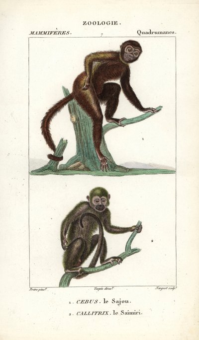 Sajou of saphogano of kapucijn en saimiri of doodshoofdaapje - Gravure door Jean Gabriel Pretre, gegraveerd door Carnonkel, voor het woordenboek van natuurwetenschappen: zoogdieren door Frederic Cuvier, bewerkt door Pierre Jean Francois Turpin door Unbekannter Künstler