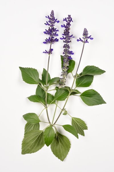 Salvia longispicata (s) farinacea/Big Blue/Hybride Salie door Unbekannt
