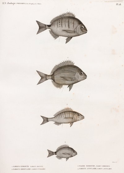 Sargue Enrouee; Gewone Sargue; Pagre Mormyre & Ringvormige Sargue door Unbekannt